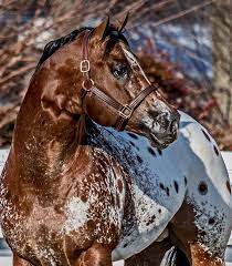 The Secret Pardon - Appaloosa Quarter Horse Stallion